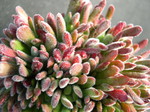 Crassula pubescens ssp rattrayi 3.jpg