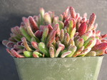 Crassula pubescens ssp rattrayi 4.jpg