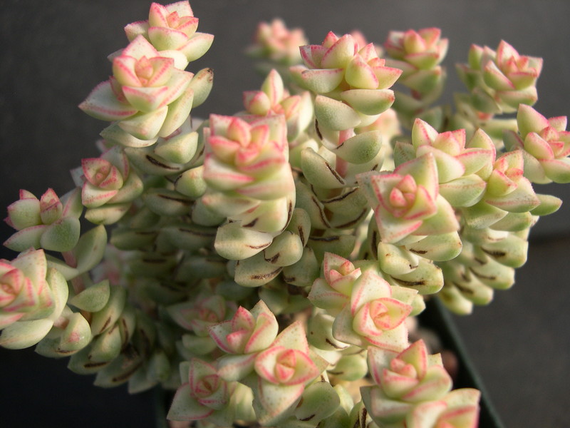 Crassula Tom Thumb Variegata 1.jpg