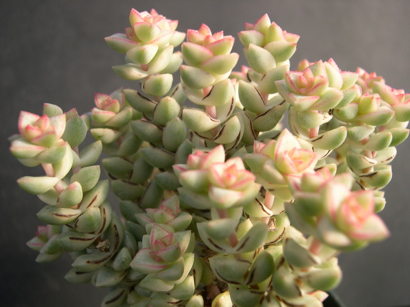 Crassula Tom Thumb Variegata 2.jpg