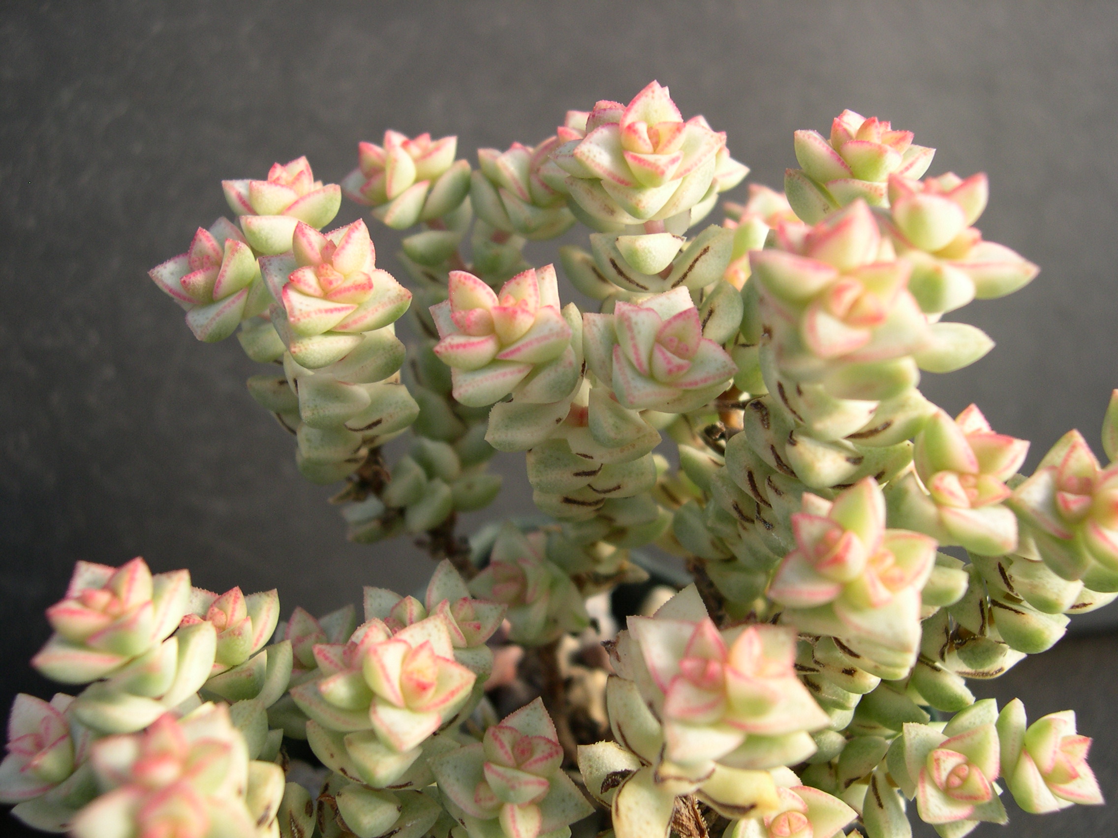 Crassula Tom Thumb Variegata 3.jpg