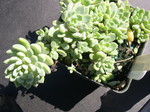 Echeveria amoena hybrid1.jpg