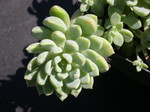 Echeveria amoena hybrid 2.jpg