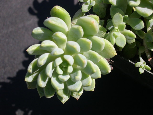 Echeveria amoena hybrid 2.jpg