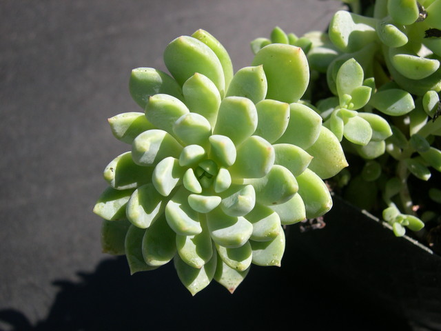 Echeveria amoena hybrid 3.jpg