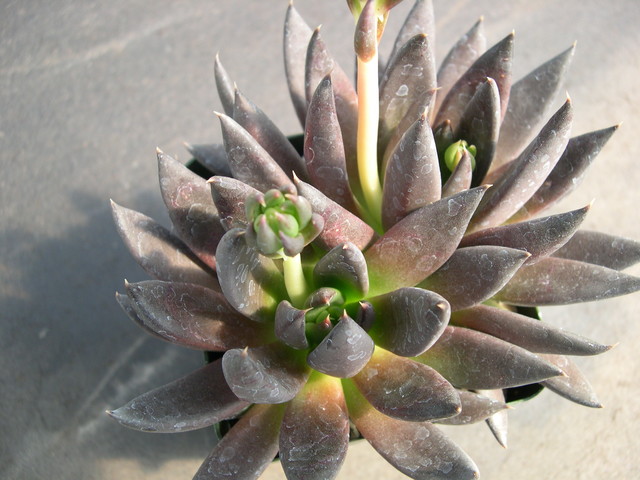 Echeveria Black Knight 1.jpg