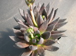 Echeveria Black Knight 3.jpg