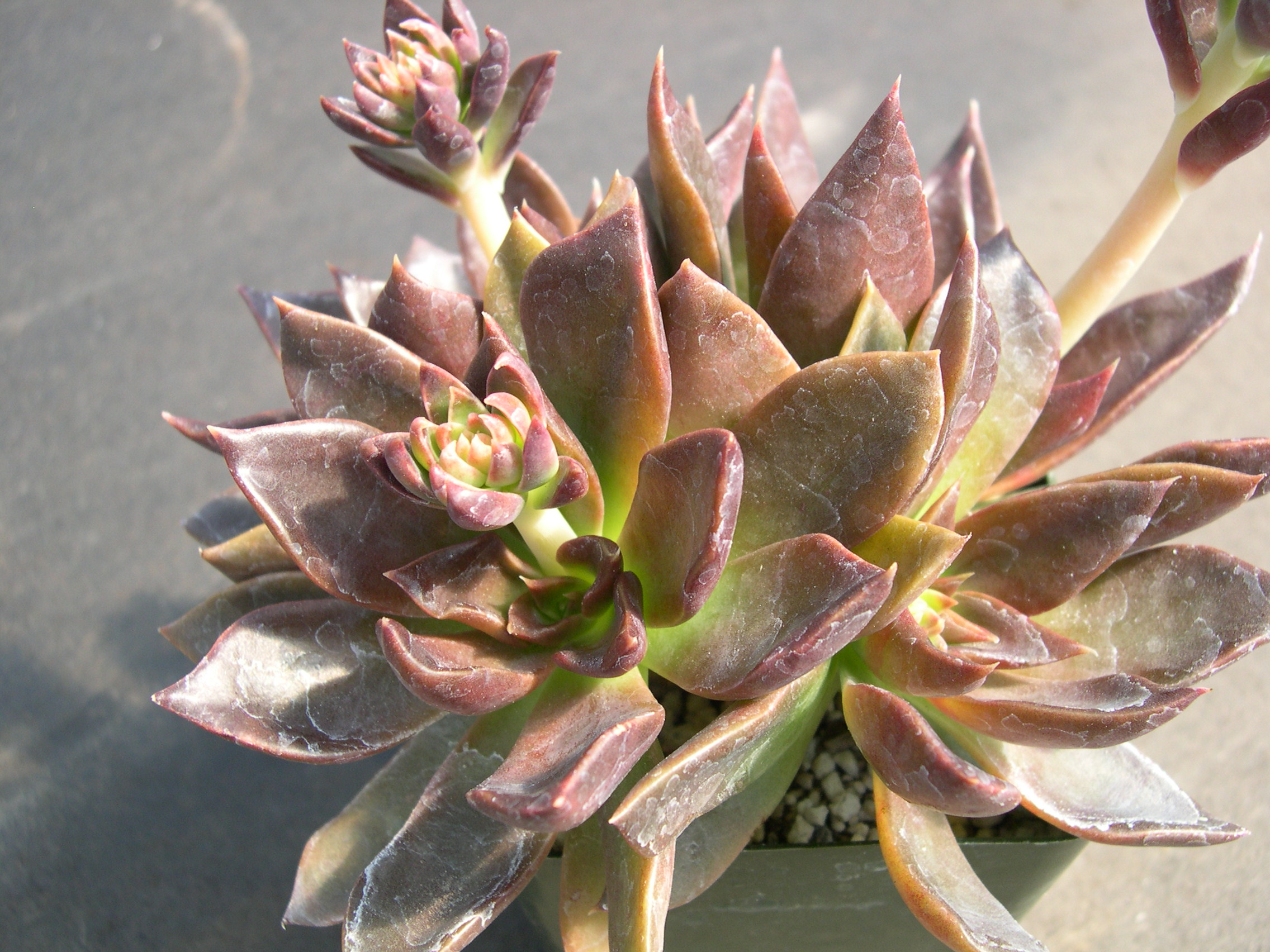 Echeveria Carlsbad 1.jpg