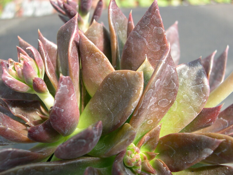 Echeveria Carlsbad 2.jpg