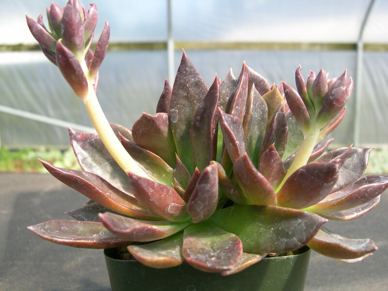 Echeveria Carlsbad 3.jpg