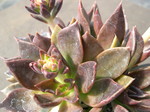 Echeveria Carlsbad 4.jpg