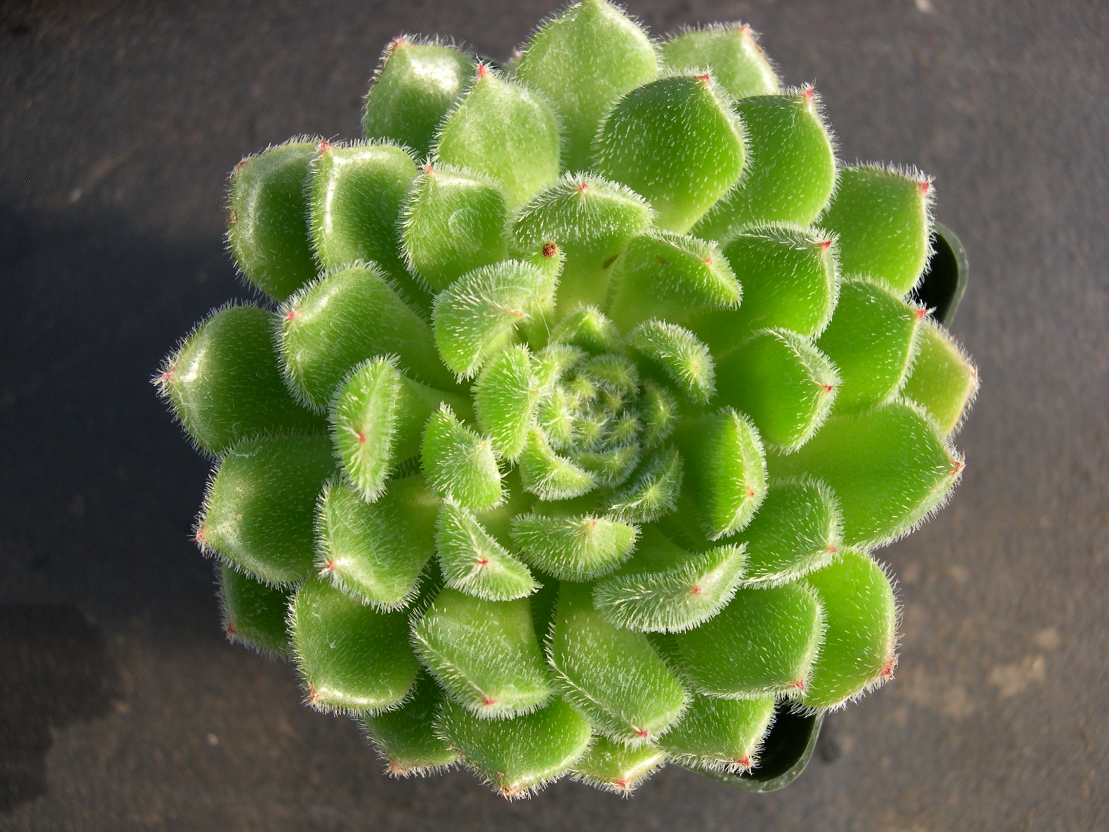 Echeveria Glitters 1.jpg