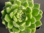 Echeveria Glitters 2.jpg