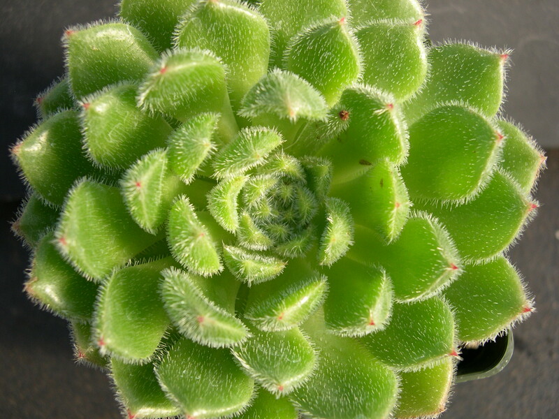 Echeveria Glitters 2.jpg