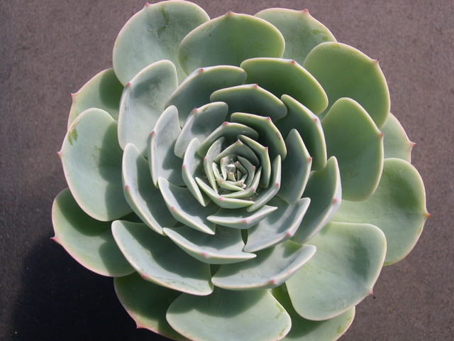 Echeveria hybrid 1.jpg