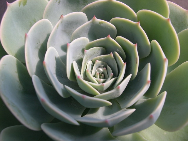 Echeveria hybrid 2.jpg