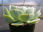 Echeveria hybrid 3.jpg