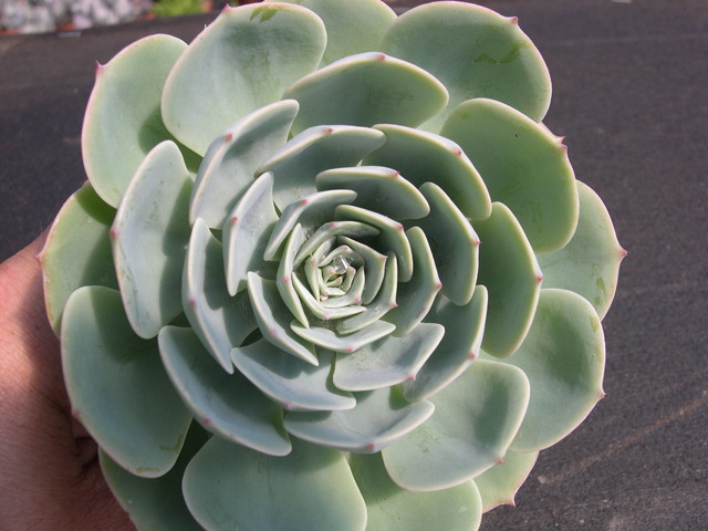 Echeveria hybrid 4.jpg