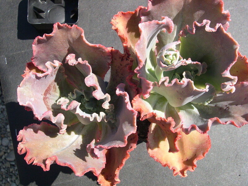 Echeveria Mauna Loa 1.jpg