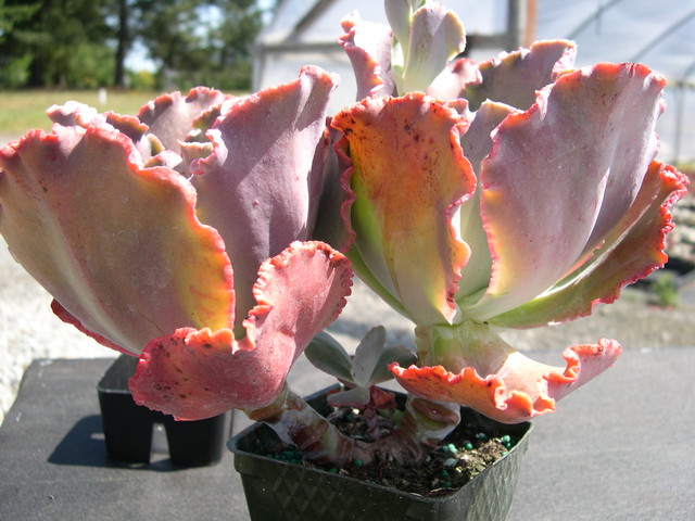 Echeveria Mauna Loa 2.jpg