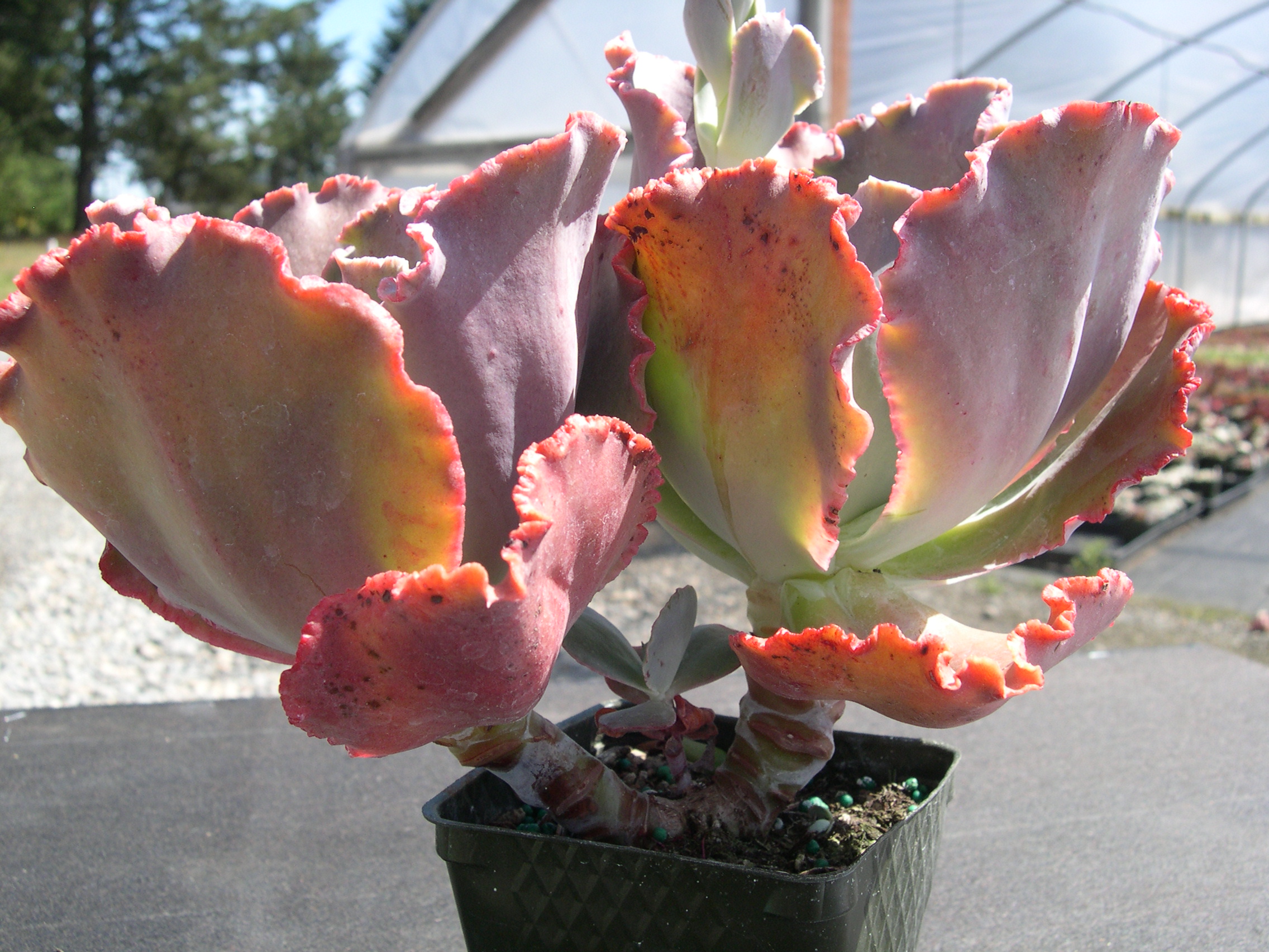 Echeveria Mauna Loa 3.jpg