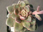 Echeveria moranii 1.jpg