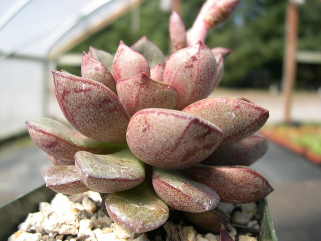 Echeveria moranii 2.jpg