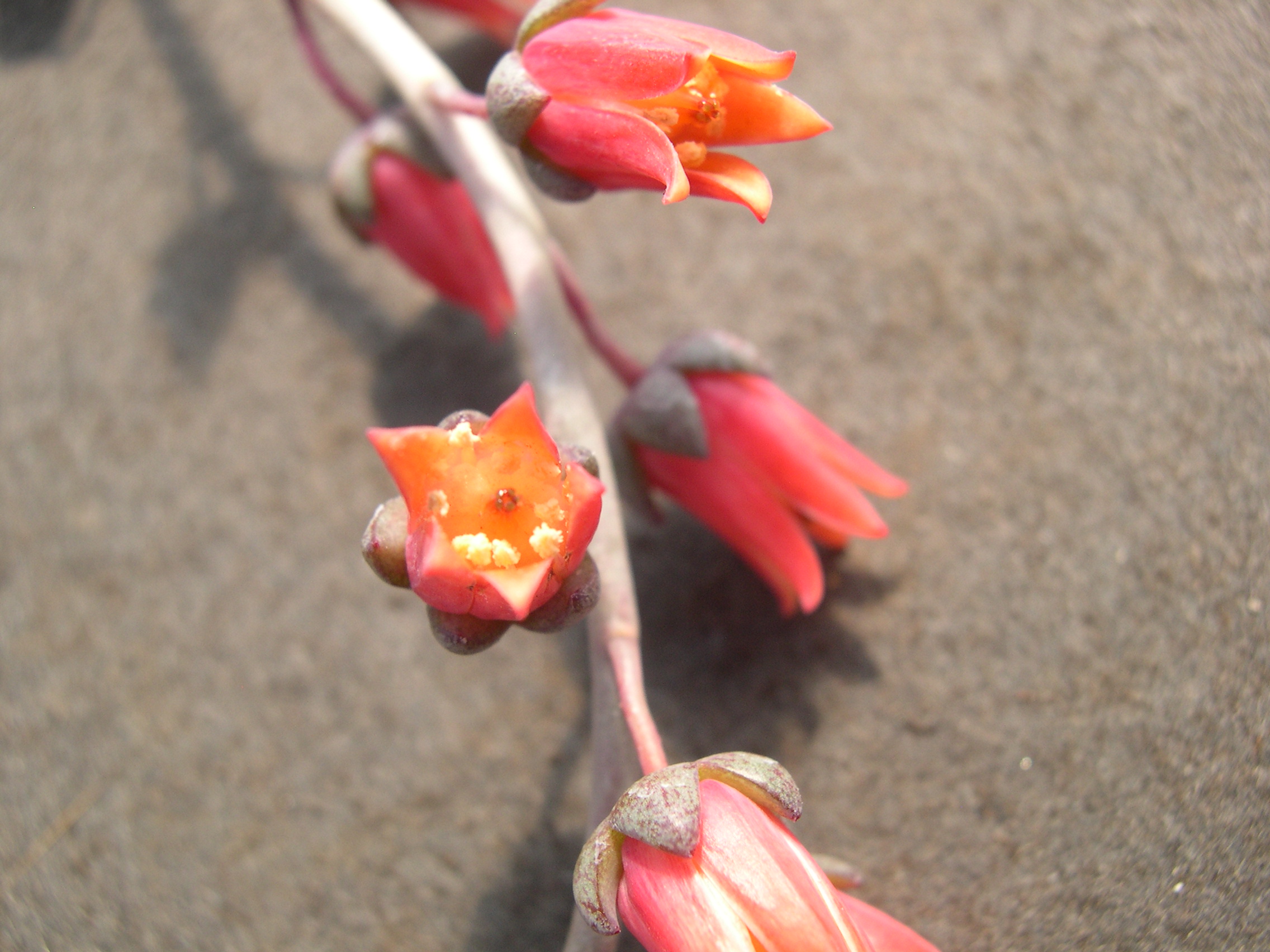 Echeveria moranii 4.jpg