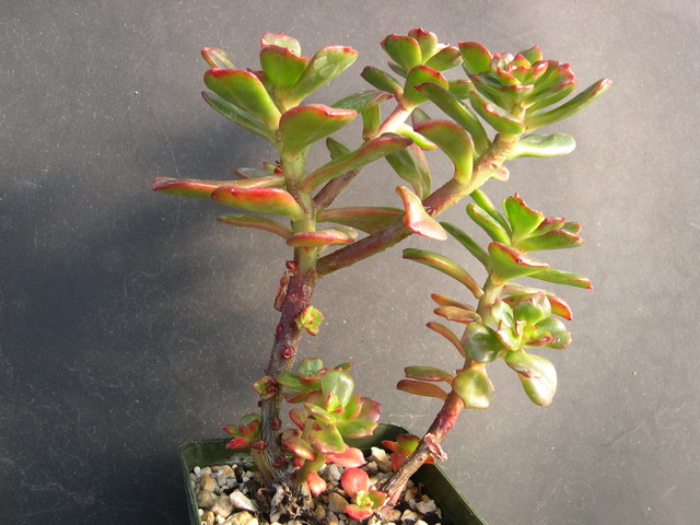 Echeveria multicaulis 1.jpg