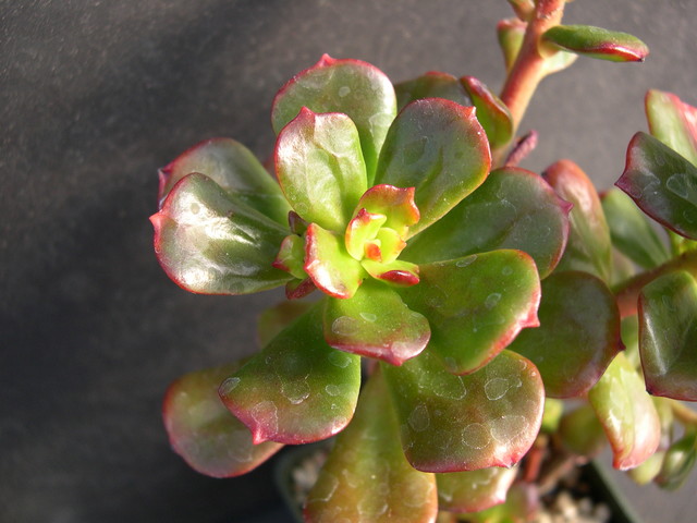 Echeveria multicaulis 2.jpg