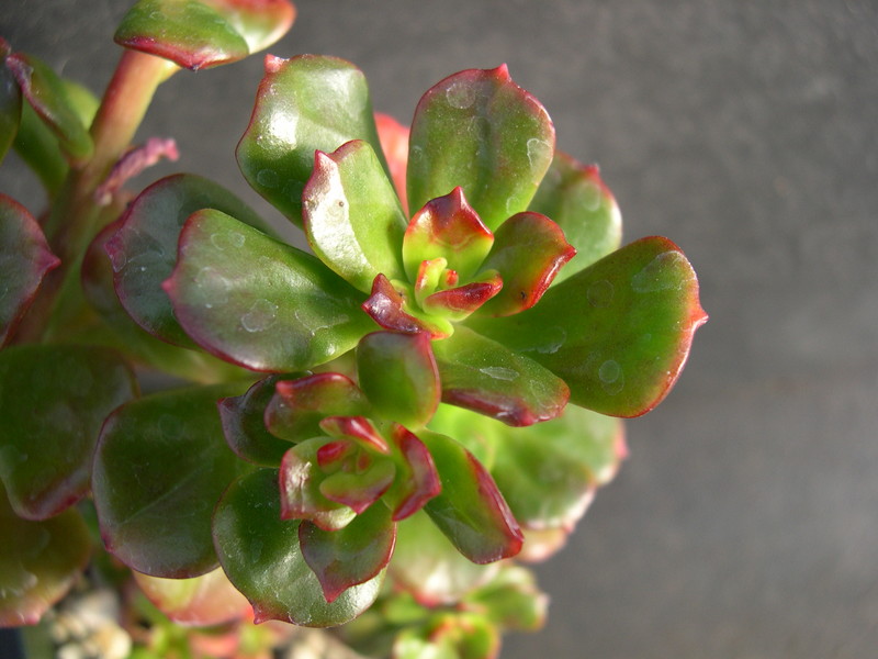 Echeveria multicaulis 3.jpg