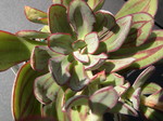 Echeveria nodulosa 1.jpg