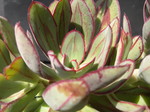 Echeveria nodulosa 2.jpg