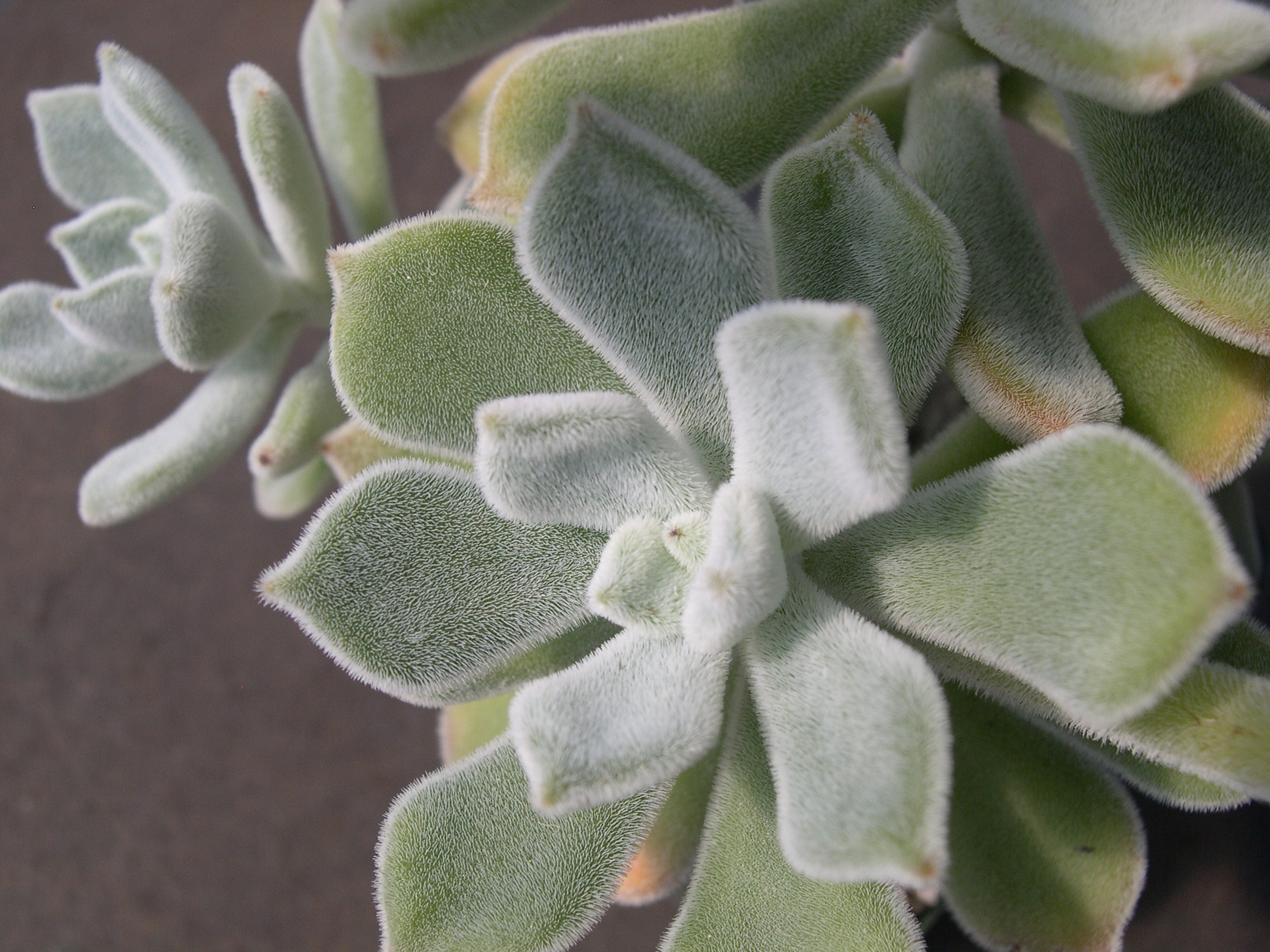 Echeveria pulvinata Frosty 1.jpg