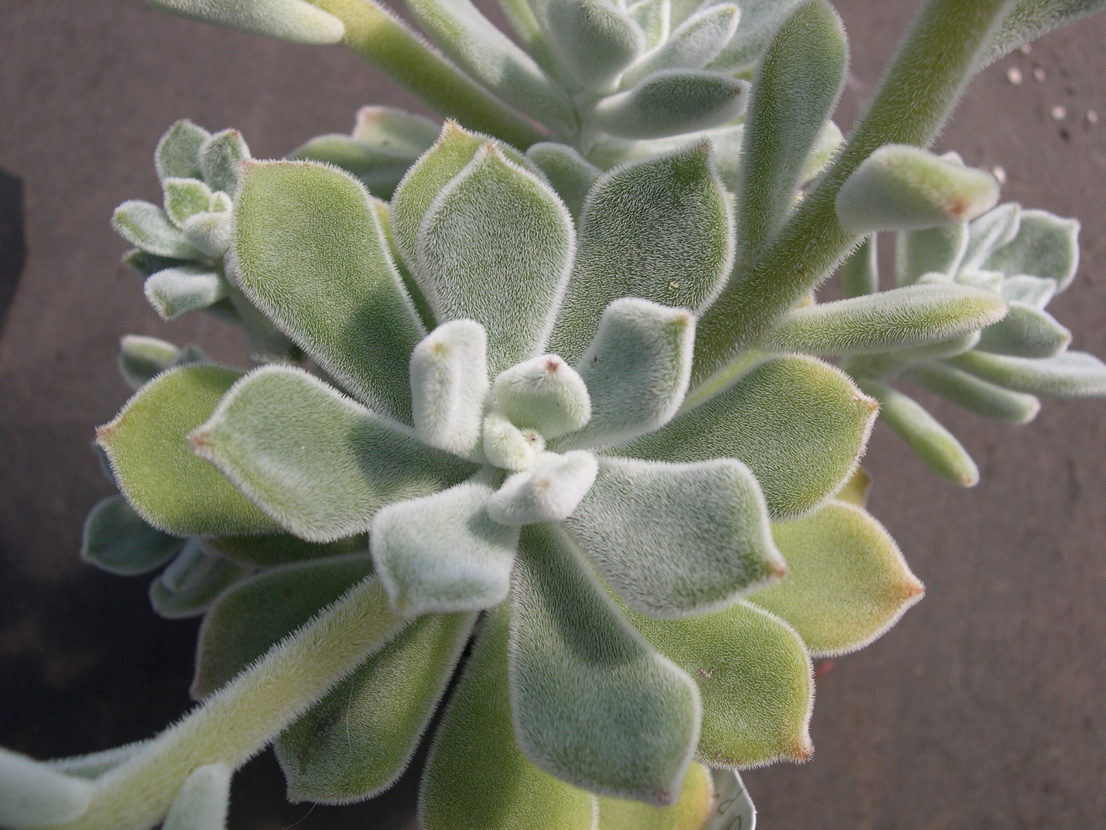 Echeveria pulvinata Frosty 2.jpg