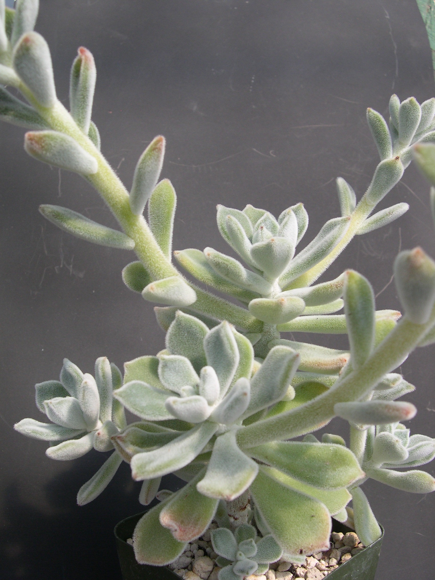 Echeveria pulvinata Frosty 3.jpg