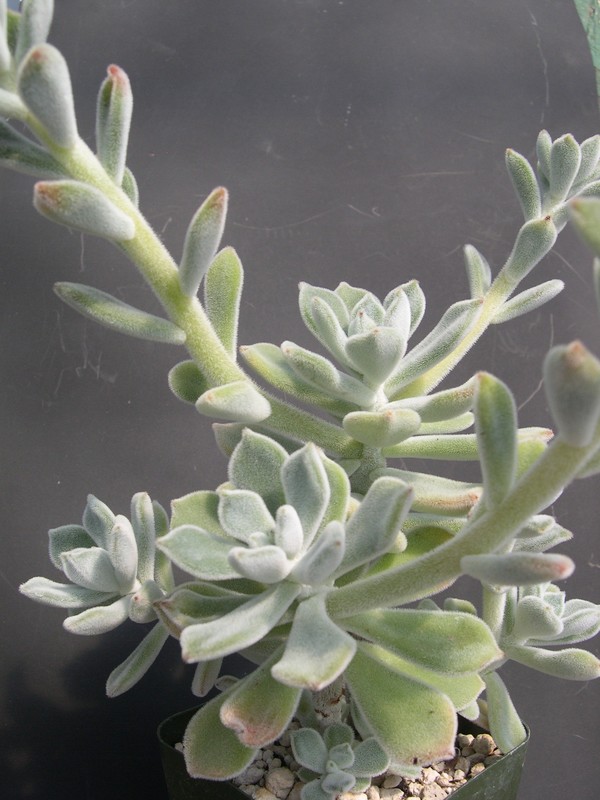 Echeveria pulvinata Frosty 3.jpg