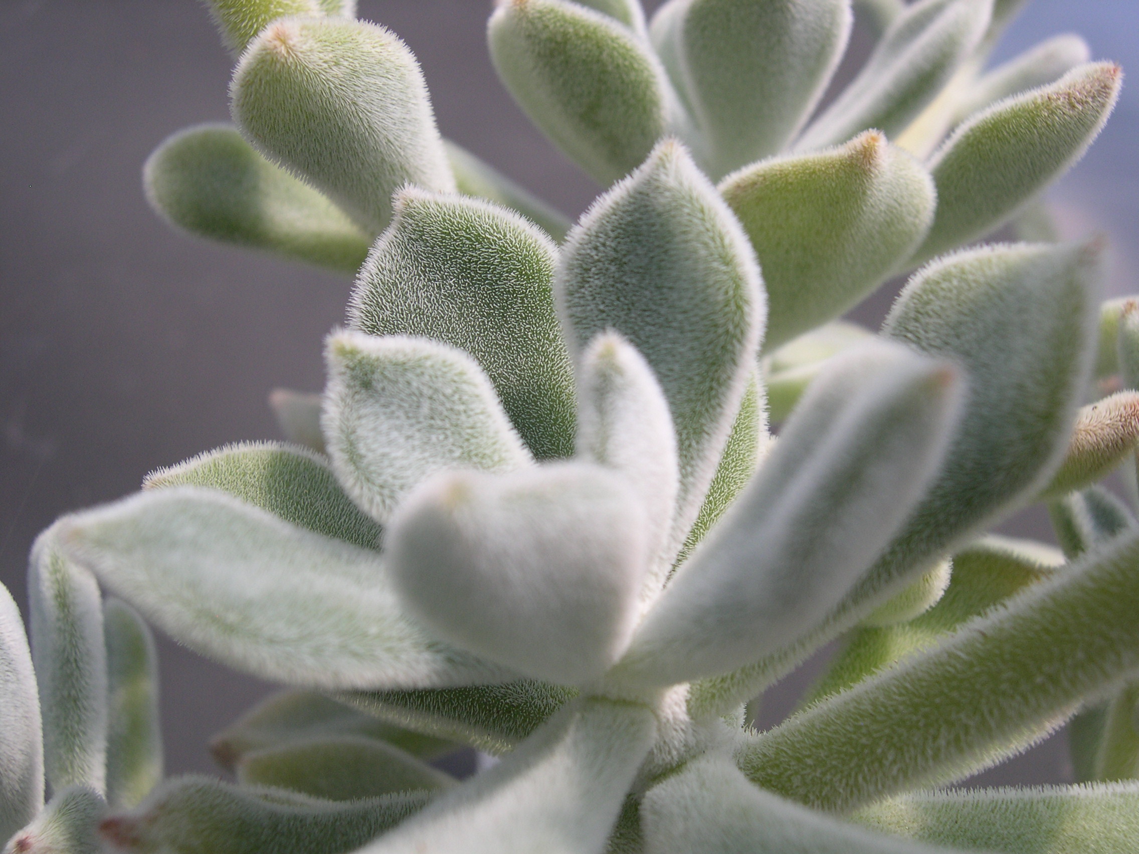 Echeveria pulvinata Frosty 4.jpg