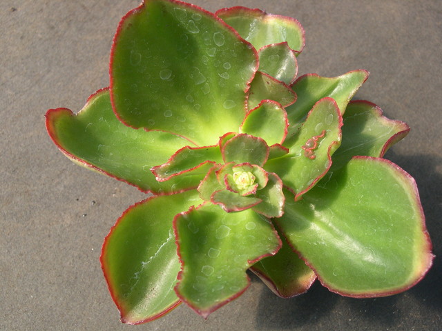 Echeveria hybrid 5.jpg