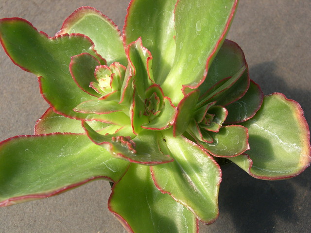 Echeveria hybrid 6.jpg