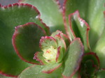 Echeveria hybrid 7.jpg