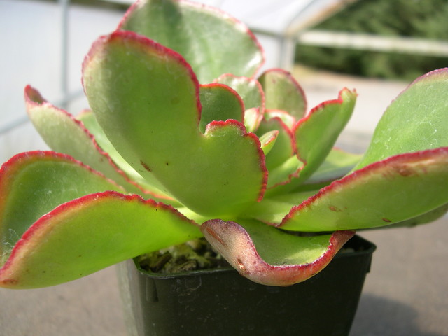 Echeveria hybrid 8.jpg