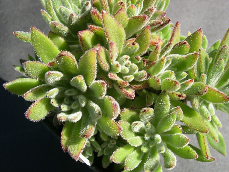 Echeveria x 1.jpg