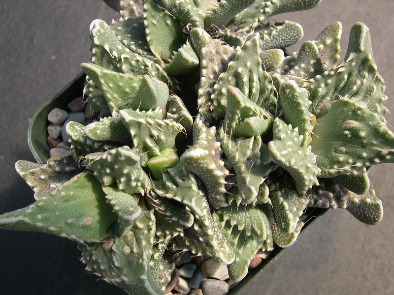 Faucaria tuberculosa 1.jpg