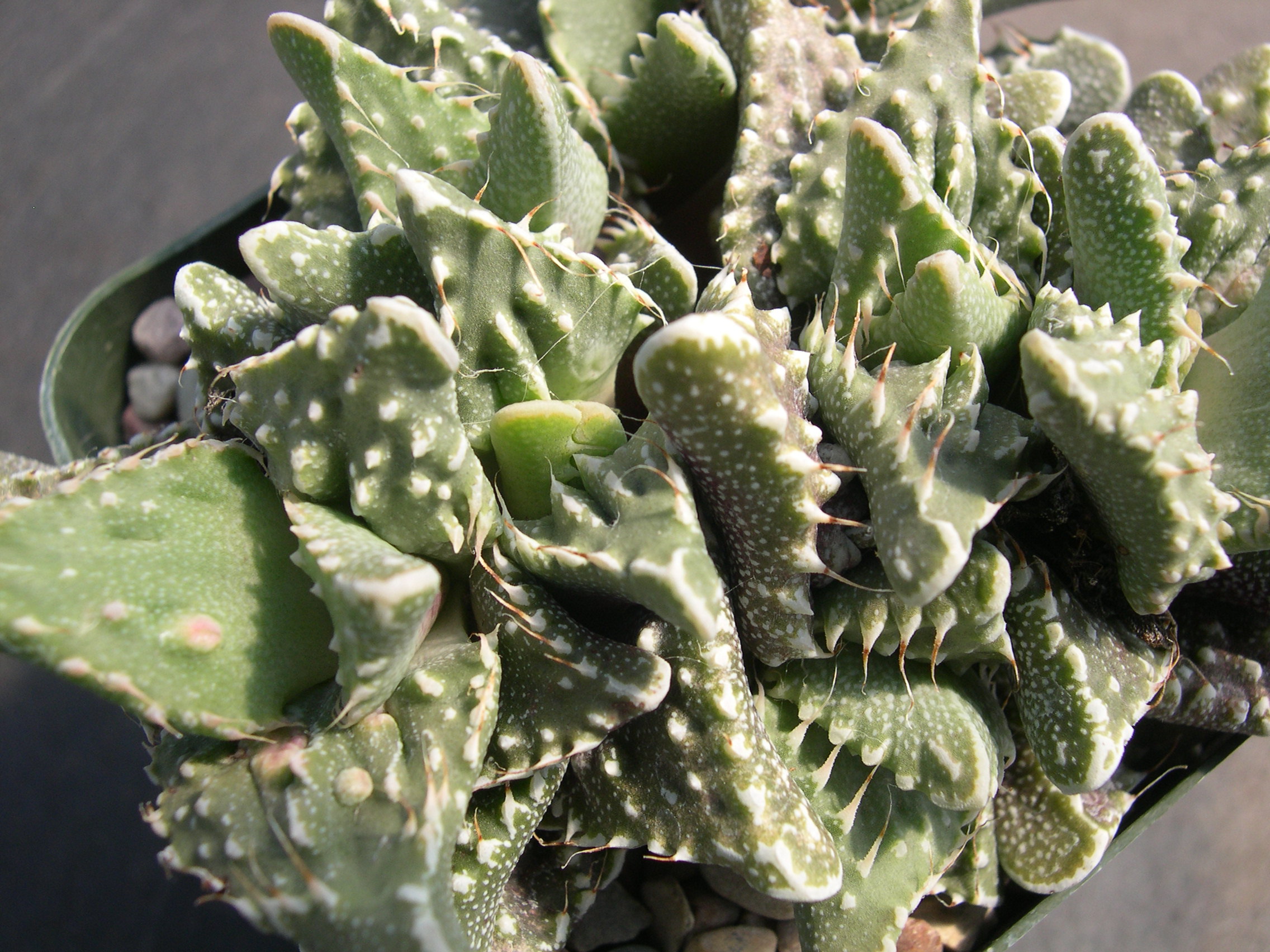 Faucaria tuberculosa 2.jpg