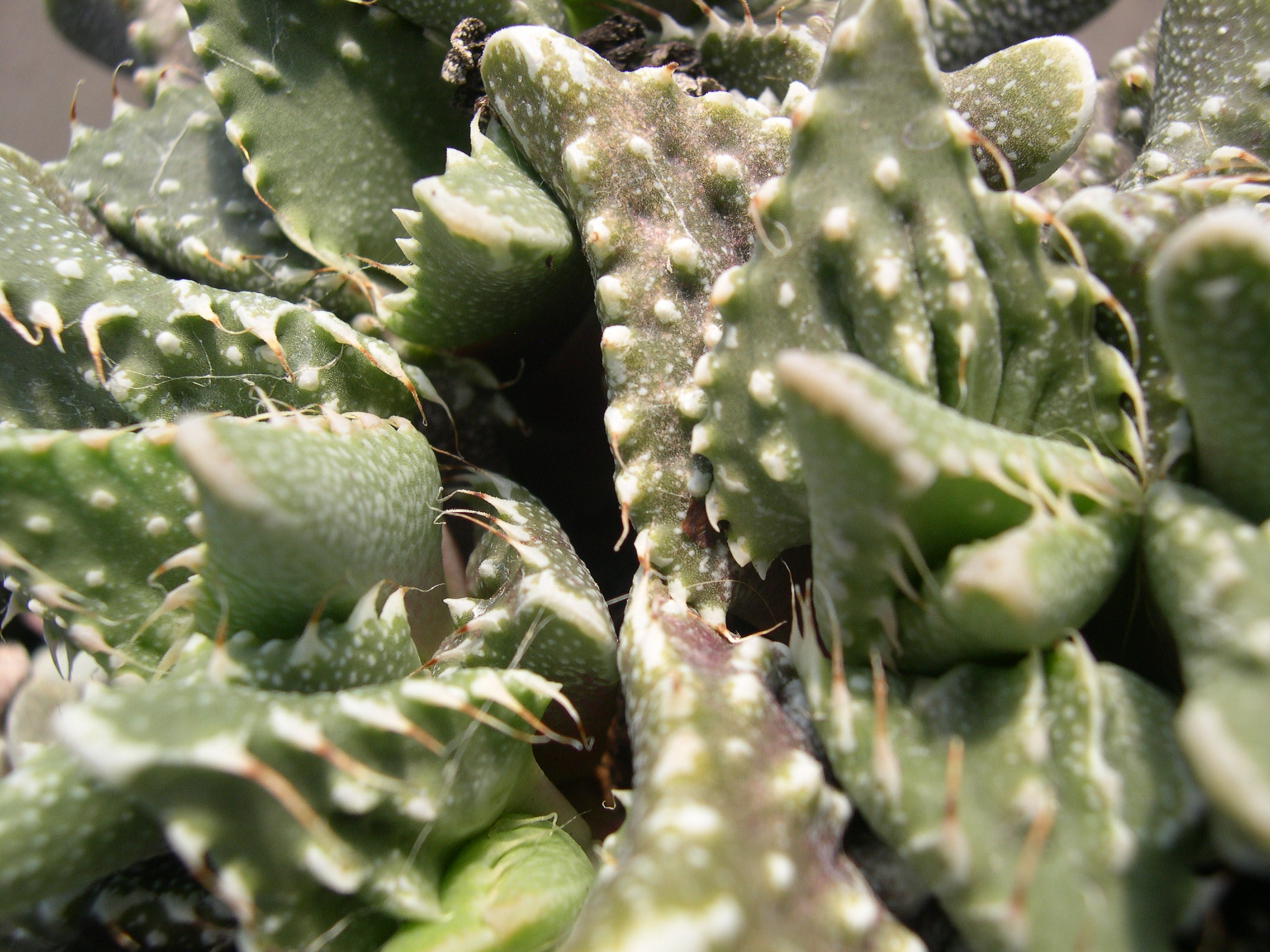 Faucaria tuberculosa 3.jpg