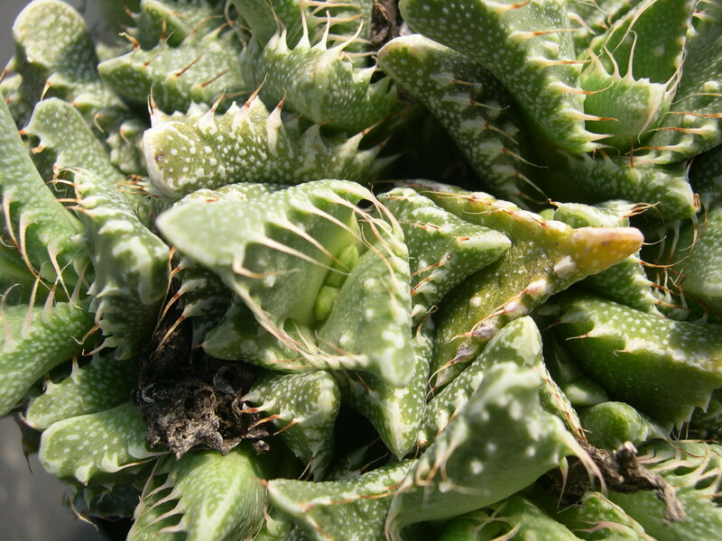 Faucaria tuberculosa 4.jpg