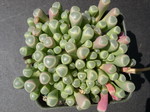 Fenestraria Baby Toes 1.jpg