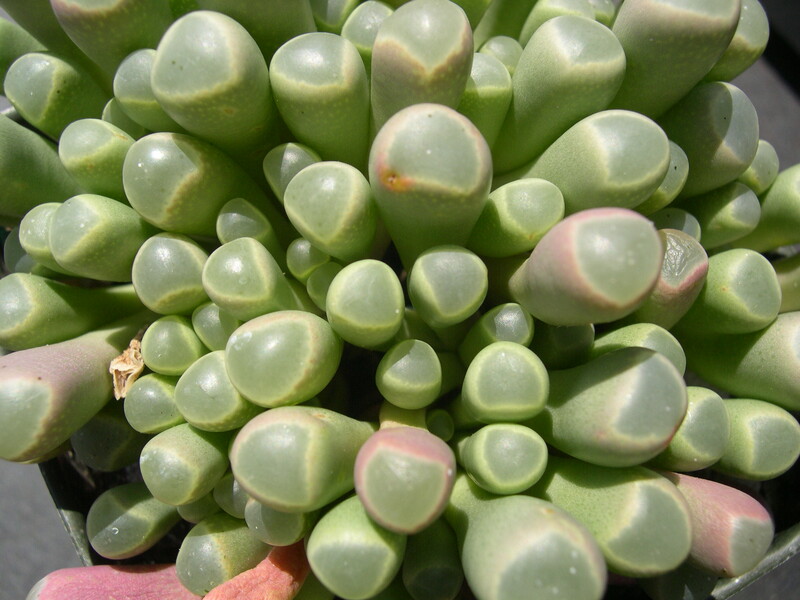 Fenestraria Baby Toes 2.jpg