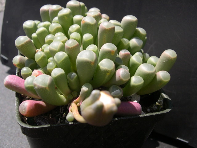 Fenestraria Baby Toes 3.jpg